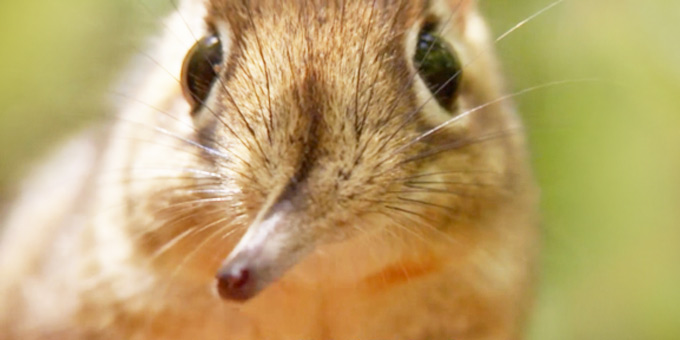 桑吉鼠收拾家园