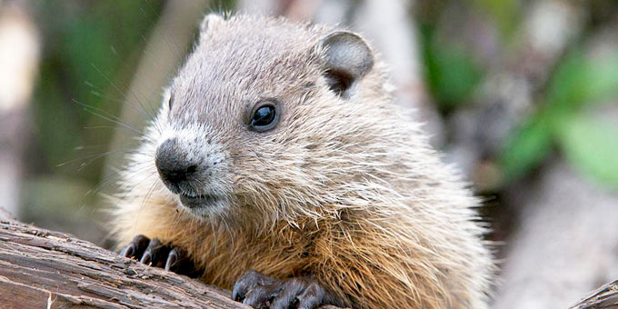 6.土拨鼠woodchuck