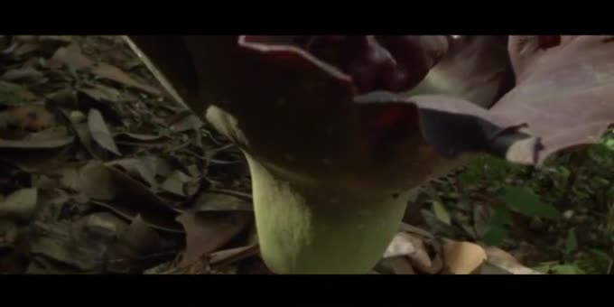 巨大与神秘的魔芋花冠 英语趣配音