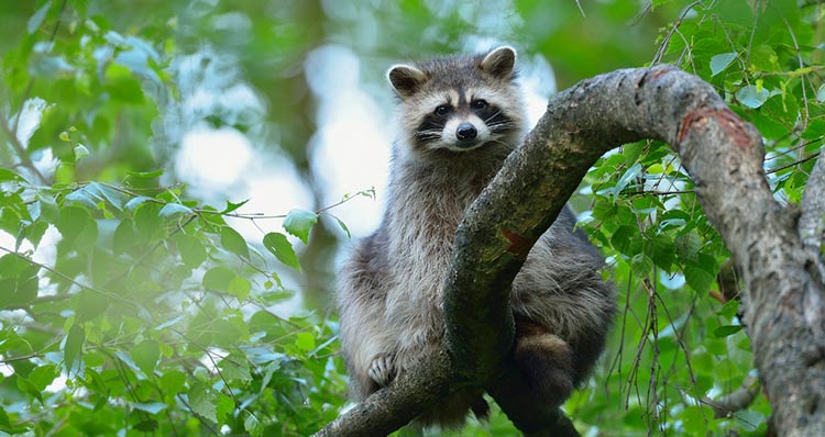 纪录片《thehunt.》:蓝色的大鲸鱼