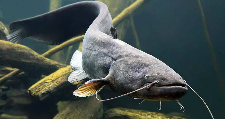 埋伏以待的六须鲶鱼