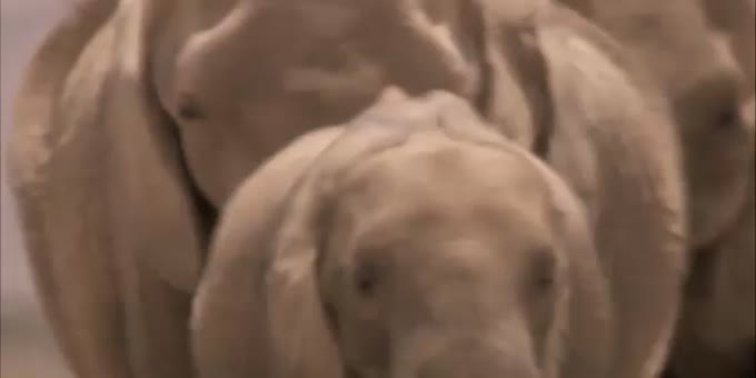 大象面临的生死考验 英语趣配音