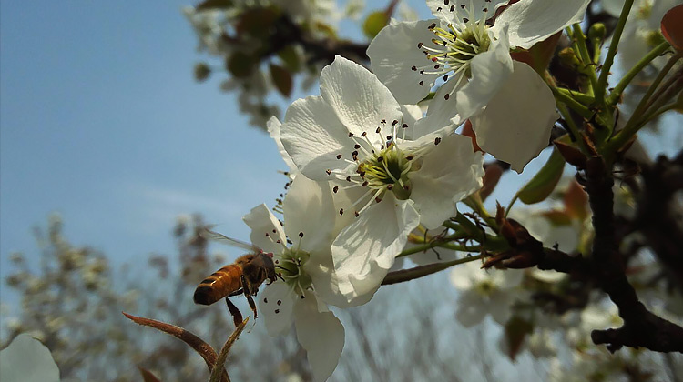 潘之声 你是人间的四月天 英语趣配音