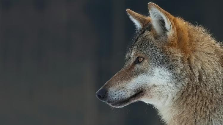 纪录片 平原上的动物都是如何躲过狼的捕食 英语趣配音