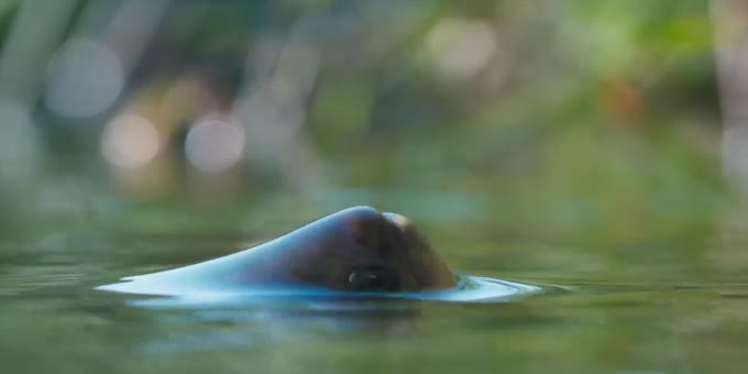 希氏石脂鲤非凡的觅食技巧 英语趣配音