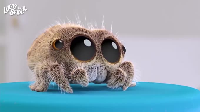 小蜘蛛卢卡斯:培养小鱼的专注度太难了!