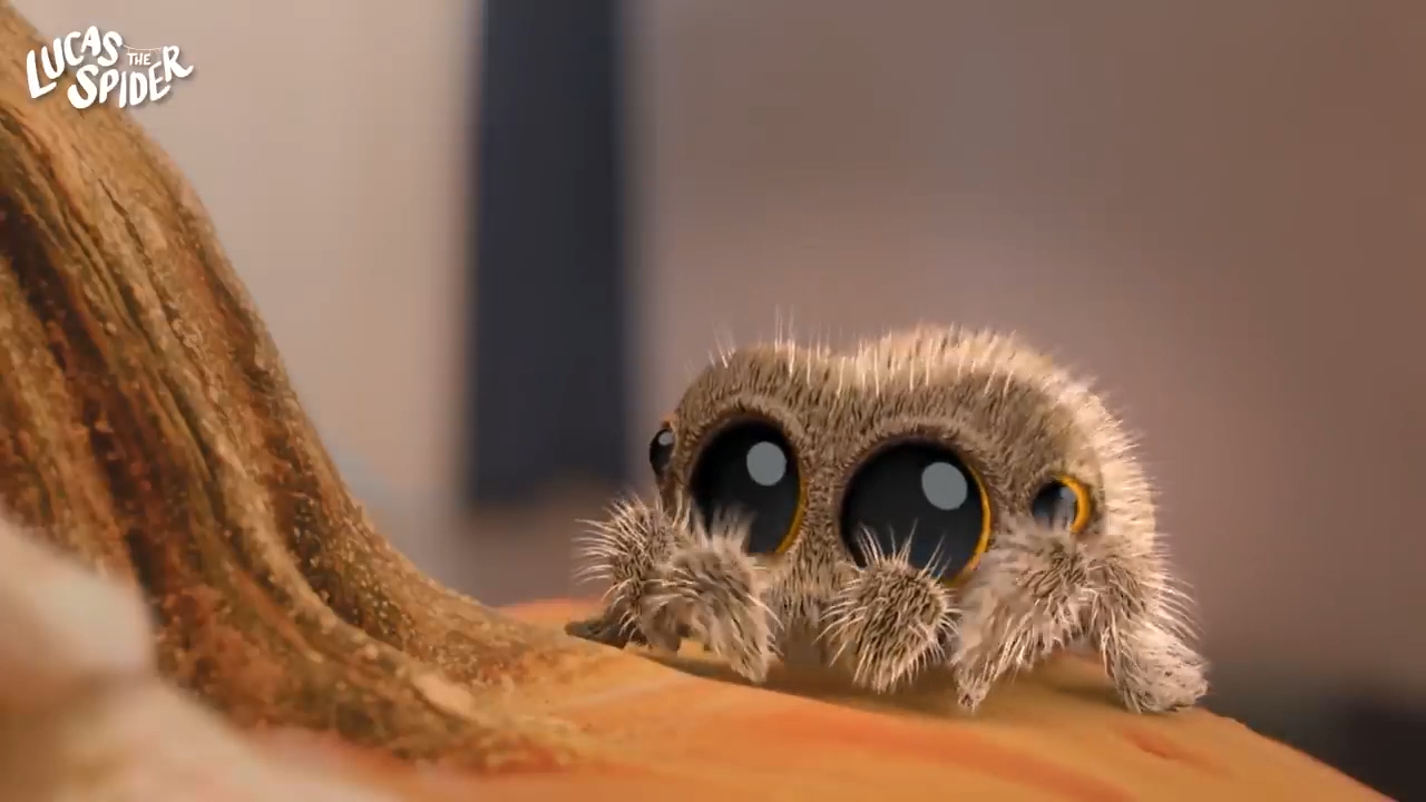 小蜘蛛卢卡斯:小蜘蛛参观万圣节装饰